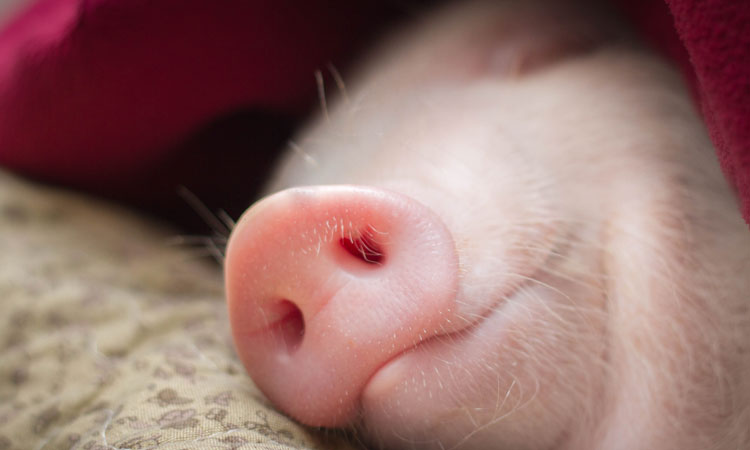 A sleeping pig.